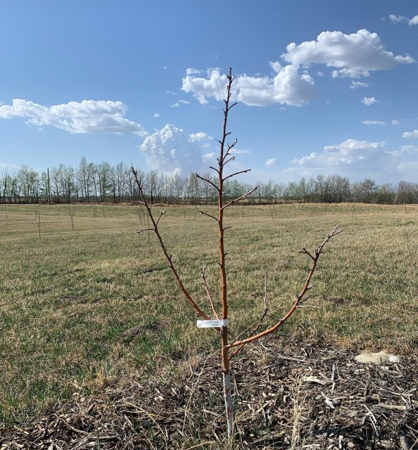Well hello spring! Our first buds on the trees are coming out in the orchard; oh and don’t worry that’s just a huge brush fire in the background 🔥 😬 What a crazy few days it has been with fires burning all around us but good news is there is lots of exciting  orchard stuff happening at Prairie Bears Cider this year! Stay tuned!
#weneedrain☔️ #fireseason #prairieorchard